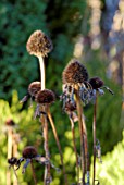 AUTUMNAL ECHINACEA PURPUREA SEEDHEADS