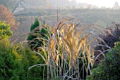 MISCANTHUS SACCHARIFLORUS IN AUTUMN