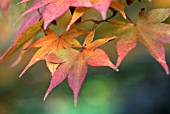 ACER PALMATUM LEAVES IN AUTUMN