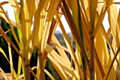 MISCANTHUS SACCHARIFLORUS IN AUTUMN