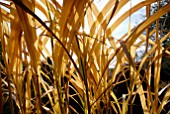 MISCANTHUS SACCHARIFLORUS IN AUTUMN