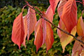 PRUNUS AMANOGAWA LEAVES IN AUTUMN