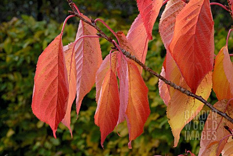 PRUNUS_AMANOGAWA_LEAVES_IN_AUTUMN