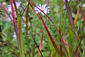 IMPERATA CYLINDRICA RUBRA