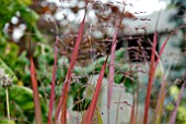 IMPERATA CYLINDRICA RUBRA