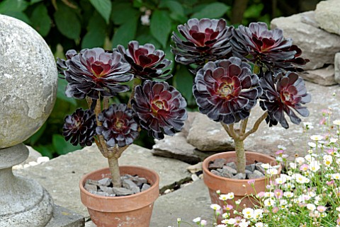 AEONIUM_ARBOREUM_SCHWARZKOPF