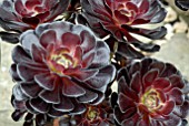 AEONIUM ARBOREUM SCHWARZKOPF