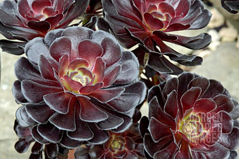 AEONIUM_ARBOREUM_SCHWARZKOPF