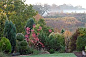 AUTUMNAL CONIFER AND MIXED BORDER