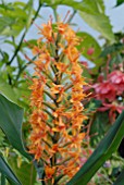 HEDYCHIUM DENSIFLORUM TARA