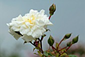 ROSA ALBERIC BARBIER WEEPING STANDARD