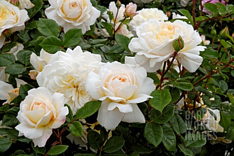 ISA439- ROSA 'CROCUS ROSE' : Asset Details -Garden World Images