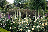 ROSE GARDEN AT OZLEWORTH PARK, GLOUCESTERSHIRE WITH ROSA TEASING GEORGIA IN FOREGROUND