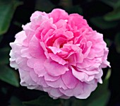 ROSA MAYFLOWER