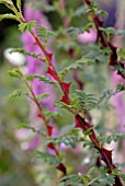 THORNS OF ROSA SERICEA PTERECANTHA