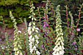 DIGITALIS PURPUREA F. ALBA WITH THORNS OF ROSA SERICEA PTERECANTHA