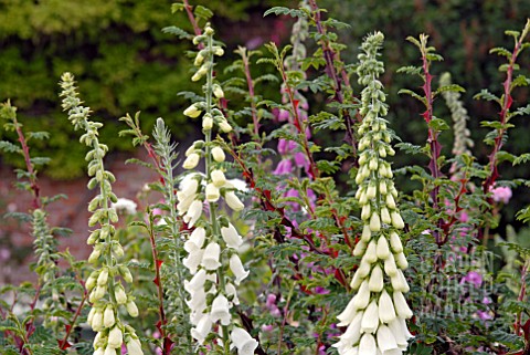 DIGITALIS_PURPUREA_F_ALBA_WITH_THORNS_OF_ROSA_SERICEA_PTERECANTHA