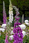 DIGITALIS PURPUREA AND WHITE ROSES IN BORDER