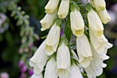 DIGITALIS PURPUREA F. ALBA