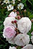 ROSA LITTLE WHITE PET