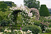 ROSA CECILE BRUNNER ON ARCH IN ROSE GARDEN AT OZLEWORTH PARK, GLOUCESTERSHIRE