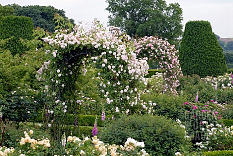 ROSA_CECILE_BRUNNER_ON_ARCH_IN_ROSE_GARDEN_AT_OZLEWORTH_PARK_GLOUCESTERSHIRE