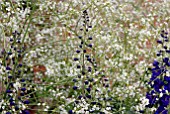 CRAMBE CORDIFOLIA AND DELPHINIUM BLACK KNIGHT