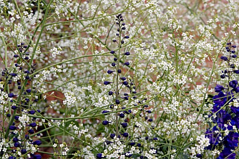 CRAMBE_CORDIFOLIA_AND_DELPHINIUM_BLACK_KNIGHT