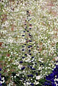 CRAMBE CORDIFOLIA AND DELPHINIUM BLACK KNIGHT