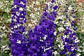 CRAMBE CORDIFOLIA AND DELPHINIUM BLACK KNIGHT