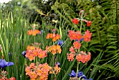 PRIMULA BULLEYANA