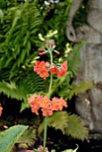 PRIMULA BULLEYANA