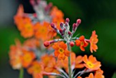 PRIMULA BULLEYANA