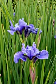 IRIS SIBIRICA CAESARS BROTHER