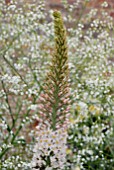 EREMURUS ROBUSTUS AND CRAMBE CORDIFOLIA