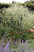 CRAMBE CORDIFOLIA WITH RUSTIC PLANT SUPPORT AND NEPETA
