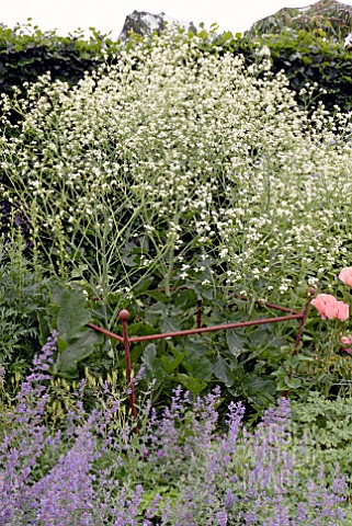 CRAMBE_CORDIFOLIA_WITH_RUSTIC_PLANT_SUPPORT_AND_NEPETA