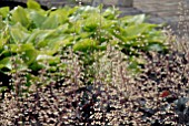 HEUCHERA EBONY AND IVORY AND HOSTA