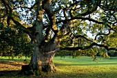 QUERCUS X HISPANICA LUCOMBEANA