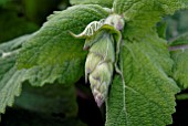 SALVIA SCALAREA TURKESTANICA