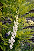 DIGITALIS PURPUREA F. ALBA