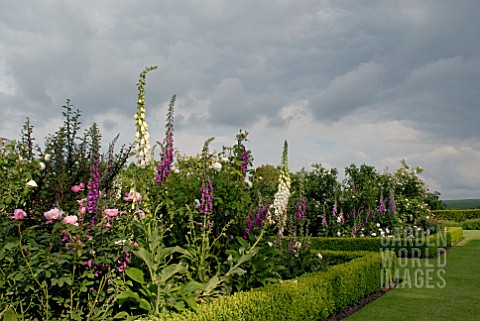 BOX_EDGED_BORDERS_WITH_ROSES_AND_FOXGLOVES_AT_OZLEWORTH_PARK_GLOUCESTERSHIRE