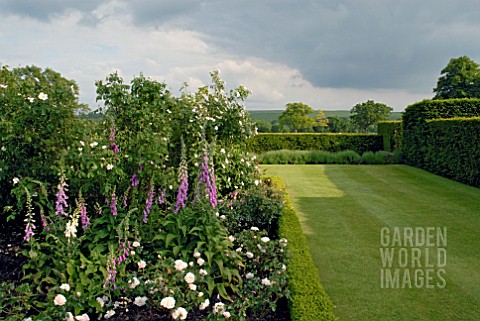 BOX_EDGED_BORDERS_WITH_ROSES_AND_FOXGLOVES_AT_OZLEWORTH_PARK_GLOUCESTERSHIRE