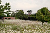 LEUCANTHEMUM VULGARE IN ORCHARD AT OZLEWORTH PARK, GLOUCESTERSHIRE