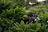 MATTEUCCIA STRUTHIOPTERIS, OSMUNDA REGALIS AND ZANTEDESCHIA AETHIOPICA IN THE RILL GARDEN AT OZLEWORTH PARK, GLOUCESTERSHIRE