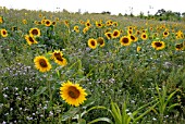 FIELD OF SUNFLOWERS IN GLOUCESTERSHIRE