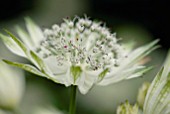 ASTRANTIA MAJOR SUBSP. INVOLUCRATA SHAGGY