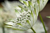 ASTRANTIA MAJOR SUBSP. INVOLUCRATA SHAGGY