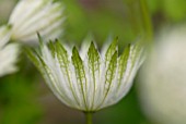 ASTRANTIA MAJOR SUBSP. INVOLUCRATA SHAGGY