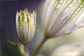 ASTRANTIA MAJOR SUBSP. INVOLUCRATA SHAGGY